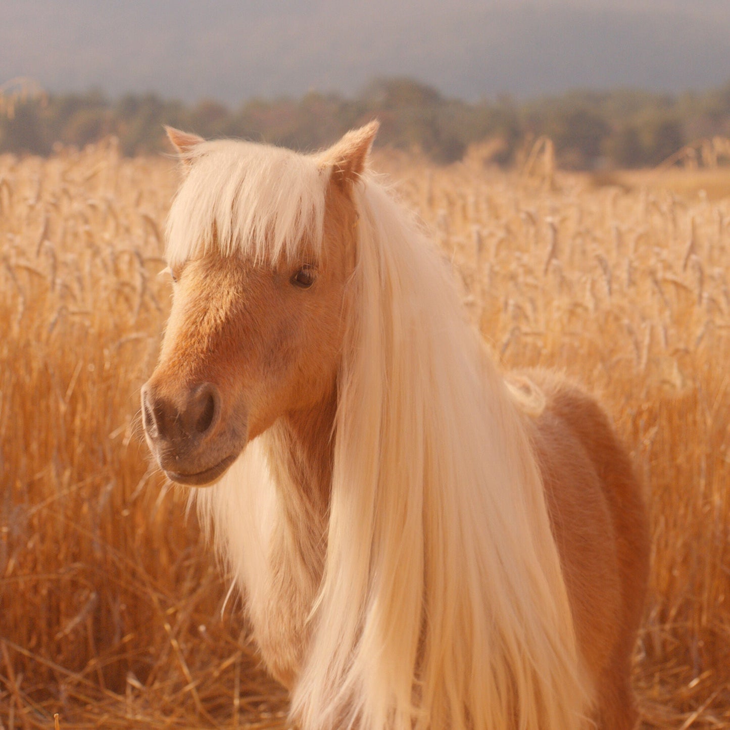 halo-glow-liquid-filter-o2 pony_pdp_2_e2011e9a-b9dd-4967-9b0f-b2fb03df5f80.jpg